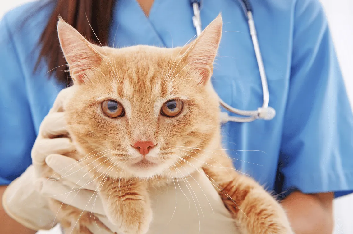 Veterinær med katt på Tessas Dyreklinikk