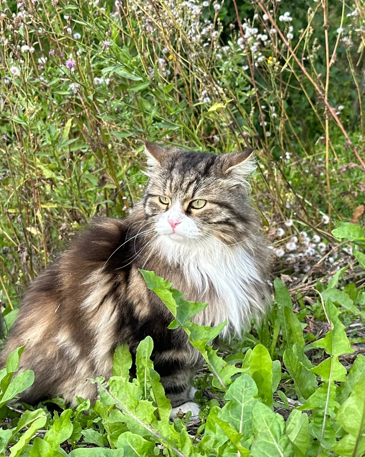 Langhåret katt som sitter ute i hagen