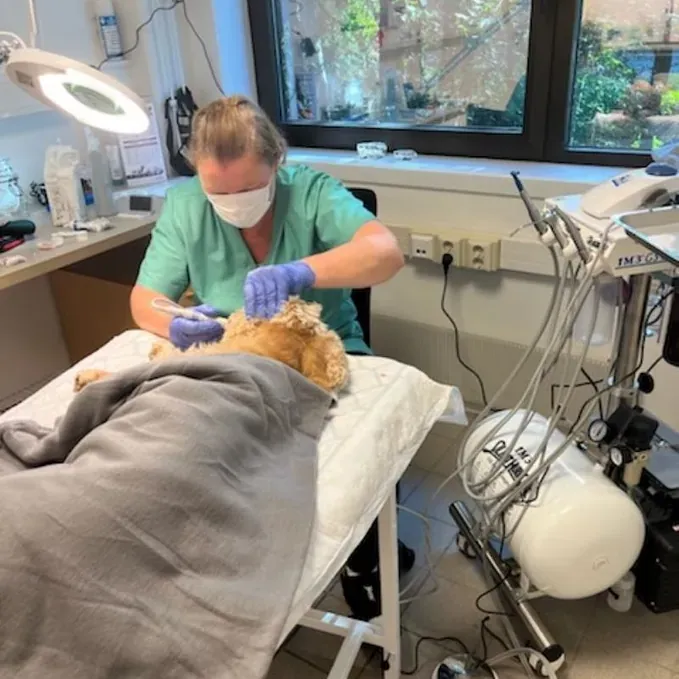 Tannbehandling på klinikken