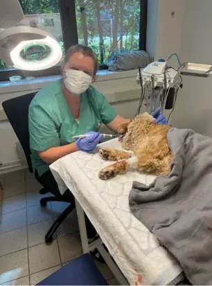Veterinær behandler katt