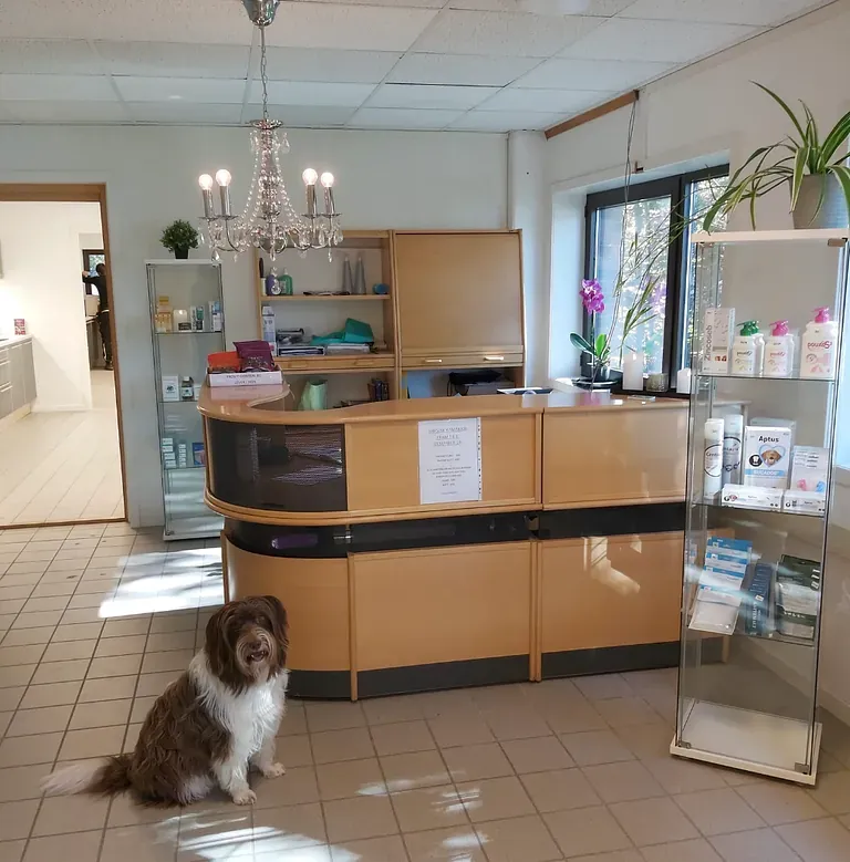 Resepsjon med produkthyller og hund