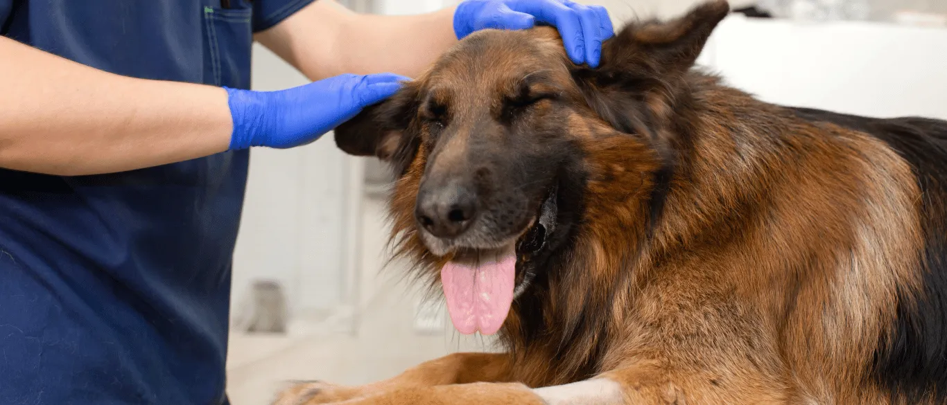 Veterinær undersøker hund på Tessas Dyreklinikk